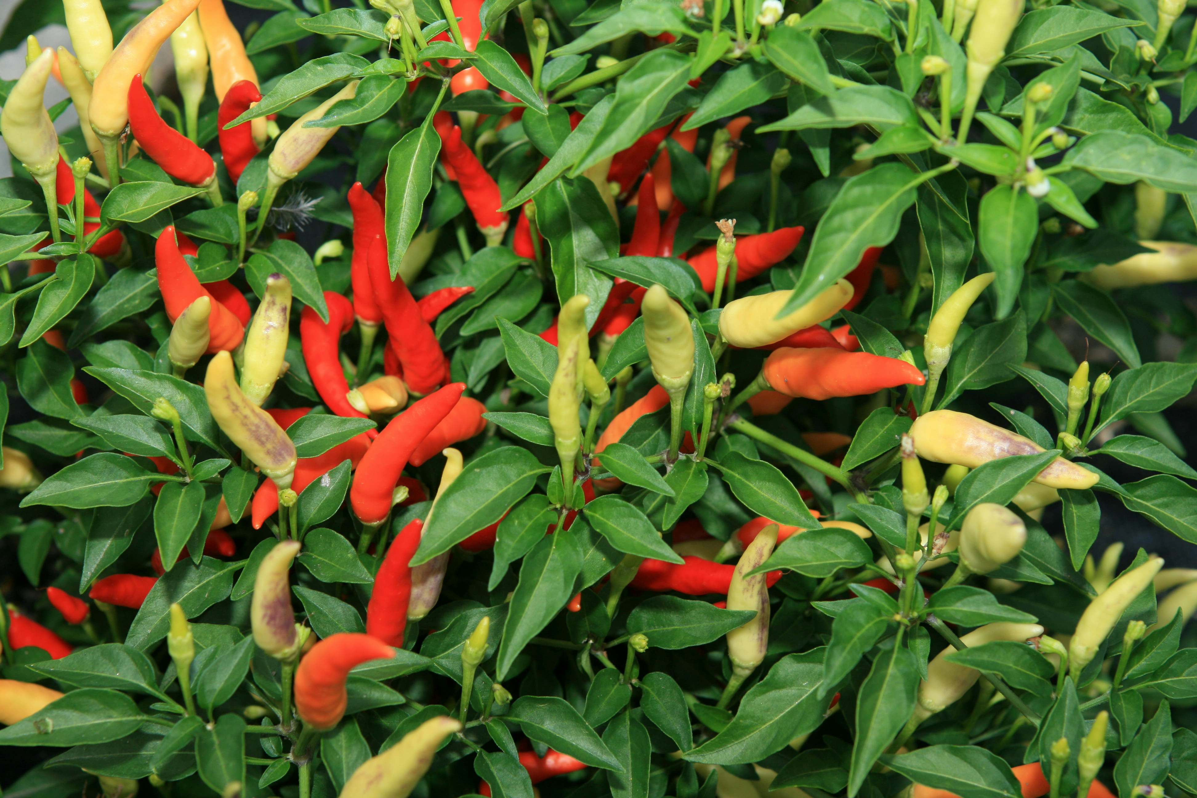 Fresh Ginger Export Pakistan