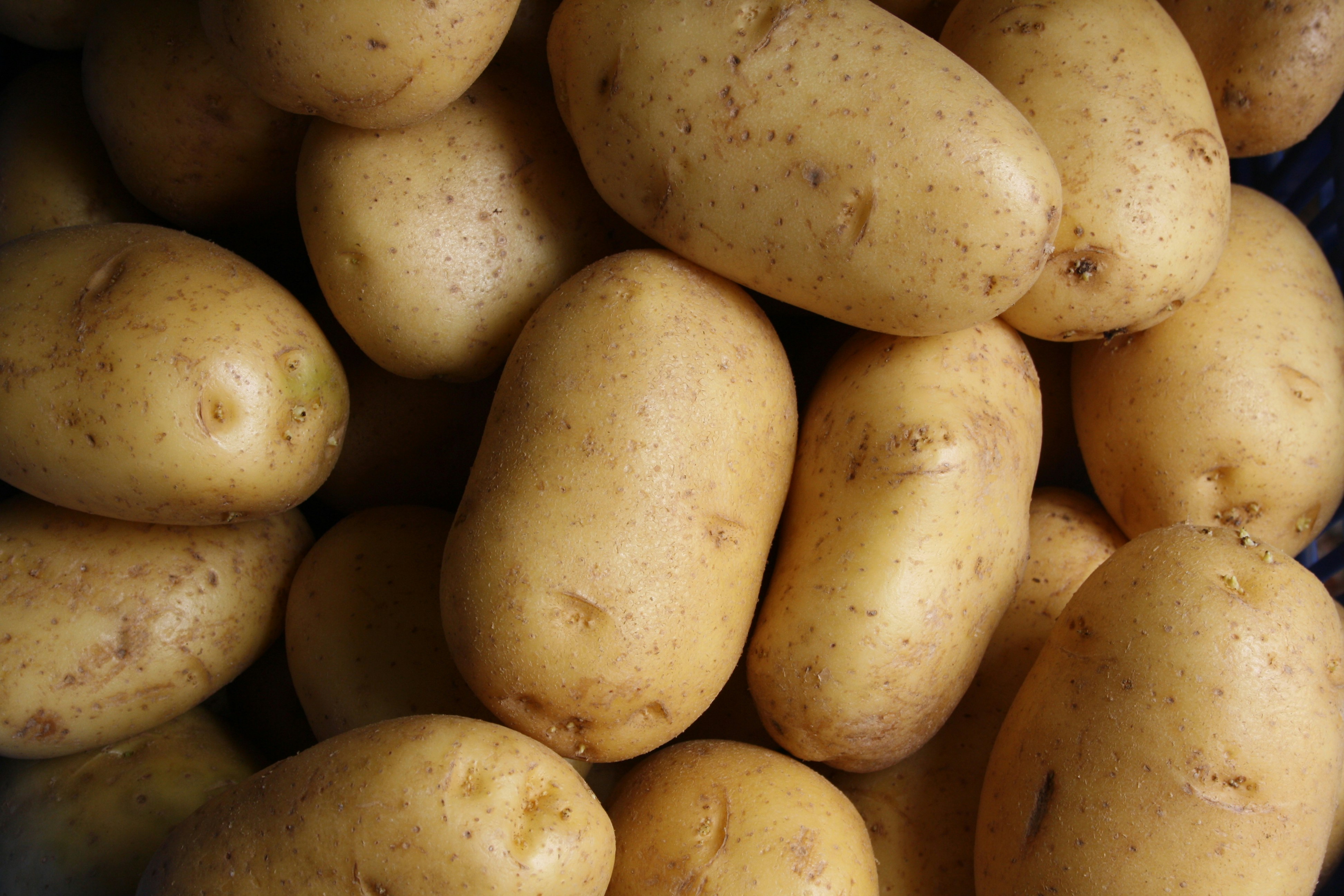 Fresh Potato Export Pakistan